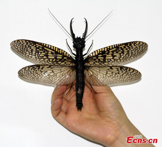 Illustration for article titled Hallan en China el insecto acuático más grande (y asqueroso) del mundo